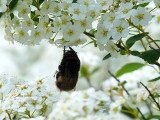 RED-TAILED BUMBLEBEE