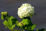 CHINESE VIBURNUM