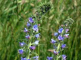 VIPERS BUGLOSS