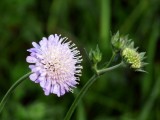 FIELD SCABIOUS