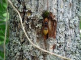 EUROPEAN HORNET