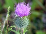 PLUMLESS THISTLE