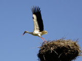 STORKS FLIGHT