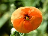 RED POPPY