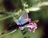 SILVER-STUDDED BLUE
