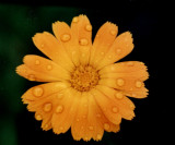 MARIGOLD