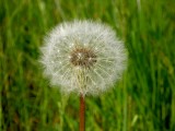 DANDELION CLOCK.