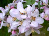 APPLE IN FULL BLOOM