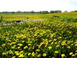 SPRING FIELDS