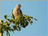 Immature Mississippi Kite