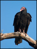 Turkey Vulture