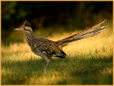 Roadrunner