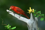 Summer Tanager Male