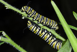 Monarch Caterpillars