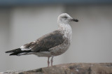 Lesser Black-backed Gull  -  Larus fuscus