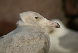 Glaucous Gull  -  Larus hyperboreus