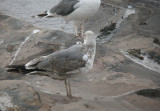 Problematic Gulls