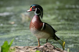 Wood Duck