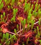 Drosera rotundifolia