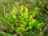 Sarracenia purpurea ssp purpurea ( green form with red veins )