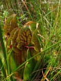 Sarracenia purpurea ssp purpurea (pitcher)