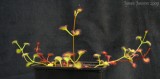 Drosera rupicola ( red and green plants )