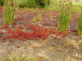 Drosera intermedia (very dry place during summer)