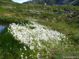 Eriophorum scheuchzeri (Hoppe) , Massif du Taillefer 2009