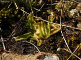 Pinguicula alpina