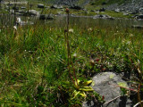 Pinguicula vulgaris