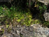 Pinguicula vulgaris ,Massif des Grandes Rousses,France 2009