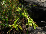 Pinguicula vulgaris , Massif des Grandes Rousses,France 2009