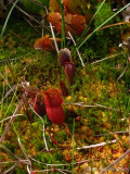 Sarracenia purpurea ssp. purpurea Isère,France 2009