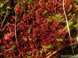 Extremely red sphagnum