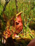 Sarracenia purpurea ssp. purpurea Isère,France 2009