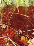 Stunning red sphagnum