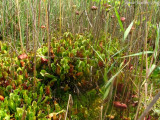 Sarracenia purpurea ssp. purpurea Isère,France 2009