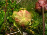Lightly red coloured flower between all the red and green flowers