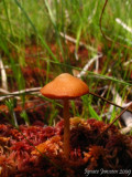 Mushroom