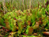 Sarracenia purpurea ssp. purpurea Isère,France 2009