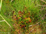 Sarracenia purpurea ssp. purpurea Isère,France 2009