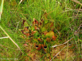 Sarracenia purpurea ssp. purpurea Isre,France 2009