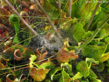 Lucky spider,perfect place for making a web!!