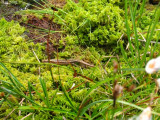 Small lizard in the soggy bog