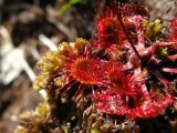 D.rotundifolia ,Chaine de Belledonne,Isère,France 2009