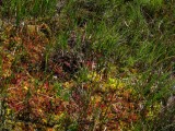 D.rotundifolia Chaine de Belledonne,Isère,France 2009