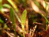 Drosera anglica