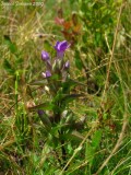 Gentiana campestris L.