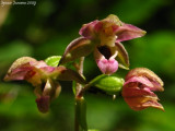 Epipactis sp.