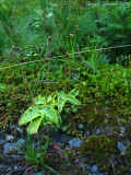 P.grandiflora ssp. rosea 1440m .Chaine de Belledonne,Isère,France 2009